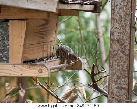House Mouse Steals Birdseed In A Birdhouse