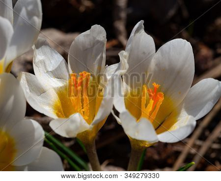 Group Of Blooming White Crocus In Spring