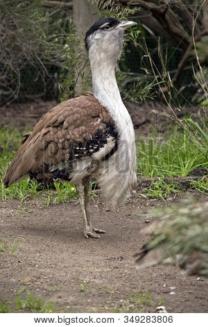 This Is A Side View Of An Australian Bustard