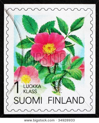 Frimærke Finland 1994 Karelske Rose, blomst