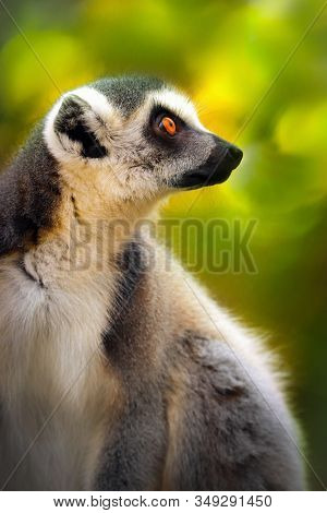 Portrait Lemur - Monkey From Madagaskar	. Popular Monkey.