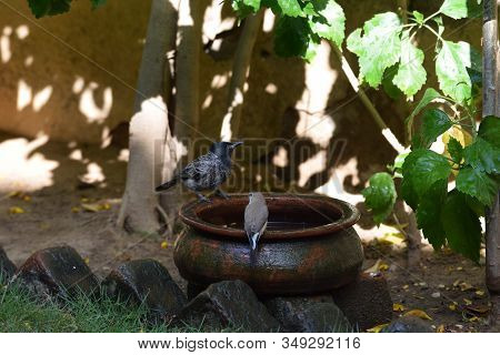 Two Different Types Of Birs Seen Together Young Indian Finchbill Pycnonotus Cafer And Indian Silverb