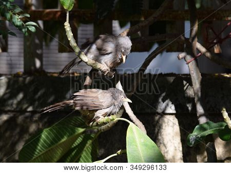 Two Drenched Indian Jungle Babblers In Rain Drizzle On A Sunny Day Sunbathing On Branch If A Tree In