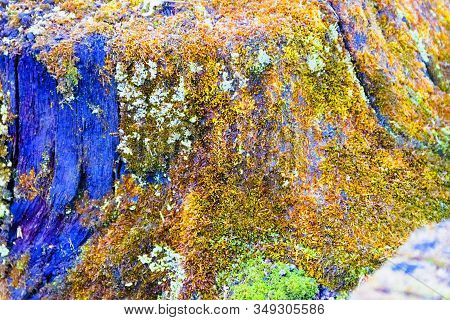 Old Stump On Whitch Green Moss Grows