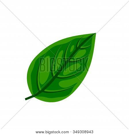 Fresh Green Basil Leaf Isolated On White Background. Vector Flat Natural Food Illustration