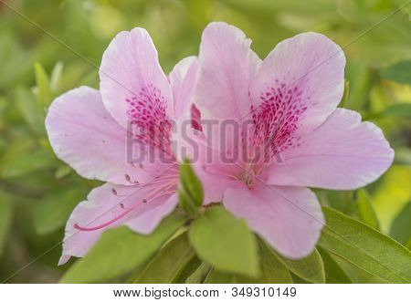Cute Pink Azalea Flower In Spring In Front Of 