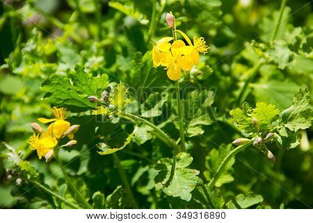 Yellow Flower Of Celandine (chelidonium Majus) On Meadow