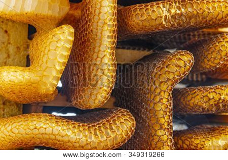 Bee Wax - Bee Frames Of A Bee Hive
