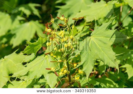 Amur Maple Acer Ginnala In Blossom. Spring Foliage Background.