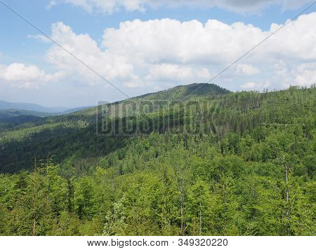 Forest At Silesian Beskids Mountains Range Landscapes Near Salmopol Pass Above European City Of Szcz