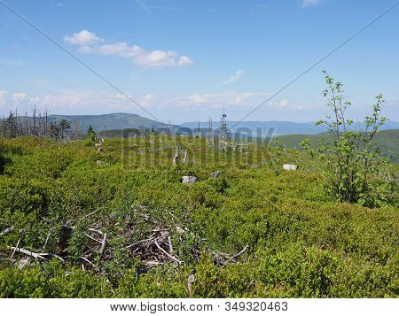 Green Plants At Silesian Beskids Mountains Range Landscapes Near Salmopol Pass Above European City O