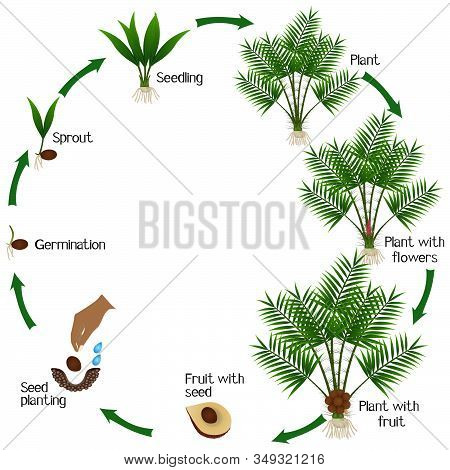 A Growth Cycle Of Salak Or Snake Fruit (salacca Zalacca) Plant On A White Background.