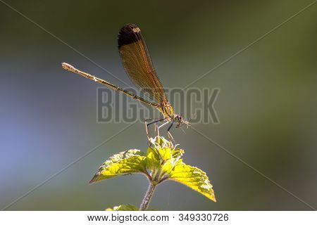 Copper Demoiselle (calopteryx Haemorrhoidalis) Female Damselfly With Prey Perched On Plant Against B