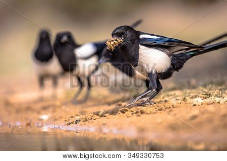 Eurasian Magpie (pica Pica) Group In Garden Gathering Nesting Material From Pond In Spanish Pyrenees