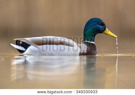 Male Wild Mallard Duck  (anas Platyrhynchos) Swimming In Lake Csaj, Kiskunsagi National Park, Puszta