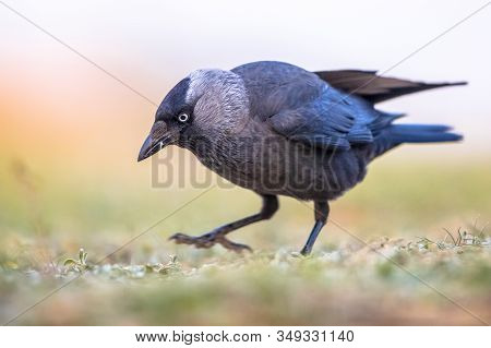 Western Jackdaw (coloeus Monedula) Walking And Searching For Food On Bright Background