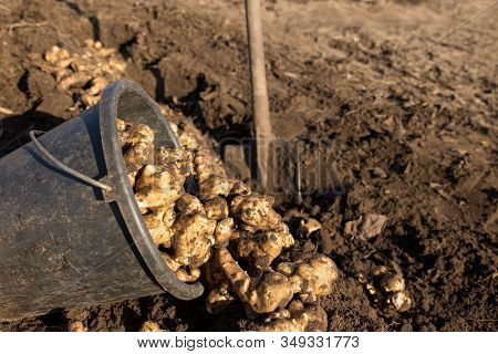 Fresh Earthen Pear In A Bucket Dug Out Of Fertile Land With A Shovel.