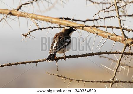 White Browed Sparrow Weaver, Plocepasser Mahali, On A Branch