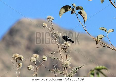 White Winged Black Tit, Melaniparus Leucomelas, On A Thistle