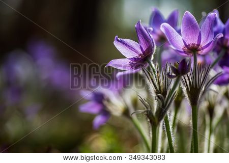 Pasque Or Anemone Flowers In Sunny Spring Forest