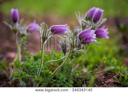 Pasque Or Anemone Flowers In Sunny Spring Forest