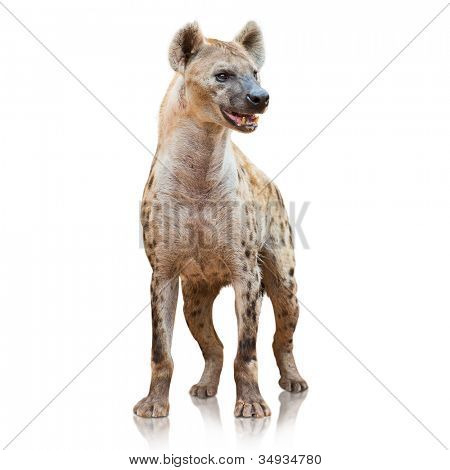 Portret van een Hyena op witte achtergrond