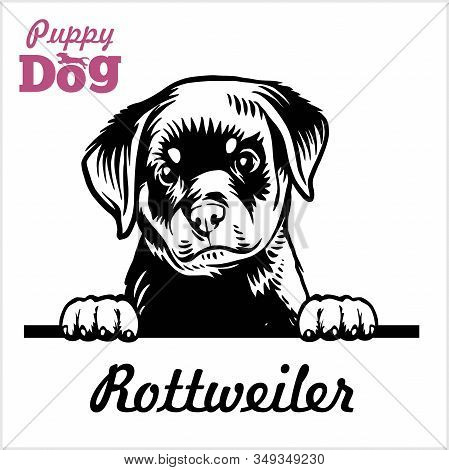 Puppy Rotweiller - Peeking Dogs - Breed Face Head Isolated On White
