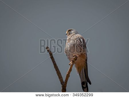 Common Kestrel, Falco Tinnunculus, Little Birds Of Prey Sitting On The Tree Trunk