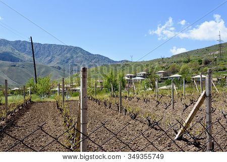 Famous Winery Village Of Areni, In Which Old Winemakers Carefully Preserve Ancient Secrets Of Wine M