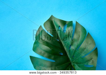 nature, flora and exotic plants concept - close up of green monstera deliciosa or swiss cheese plant leaf on blue background