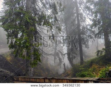 Amazing Fog In The Forest. Wooden Bridge. Morning In The Mountain.