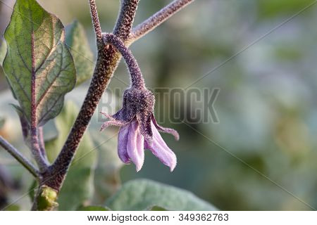 Eggplant Or Aubergine Blossom, Close Up View
