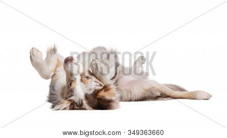 Border Collie Dog Lies. Sweet Pet On A White Background.