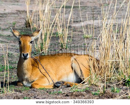 Isolated Puku Antelope Resting On The Dry African Plains In South Luangwa National Park, Zambia