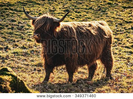 Young Highland Cow (also Known As Hairy Coo) With Hair-covered Eyes On Glasgow Pollok Park On A Sunn