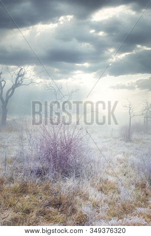 Rimy Meadow Orchard