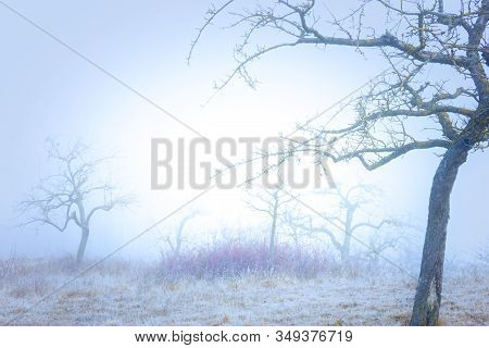 Rimy Meadow Orchard