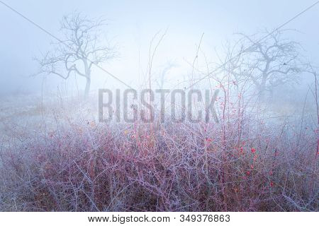 Rimy Meadow Orchard