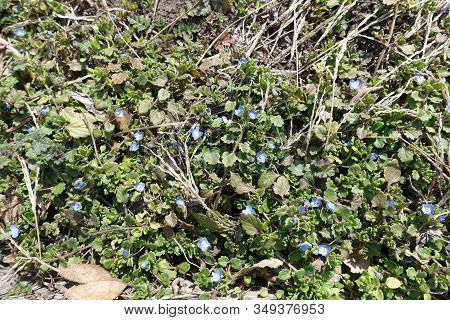 Bright Blue Flowers Of Veronica Polita In March