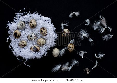 White Paper Nests With Quail Easter Eggs And Chicken Feathers On A Black Background. Symbol Of Celeb