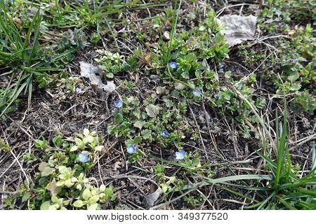Little Blue Flowers Of Veronica Polita In March