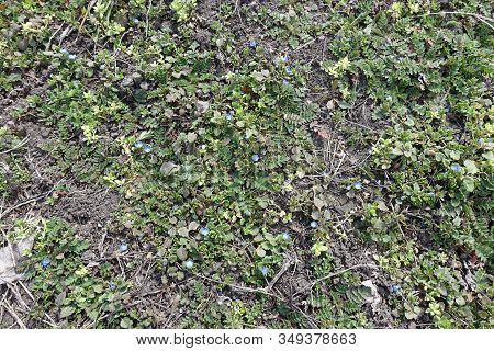 Top View Of Veronica Polita With Blue Flowers