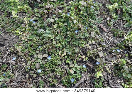 View Of Veronica Polita With Blue Flowers From Above