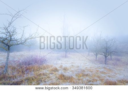 Rimy Meadow Orchard