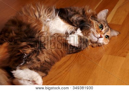 Cat, A Long-haired Cat With Green Eyes. The Cat Lies On A Wooden Floor. Domestic Cat. Beautiful Old 