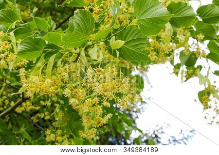 Linden Tree Lime Tree Linden Blossom In The Spring
