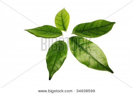 Five tree leaves