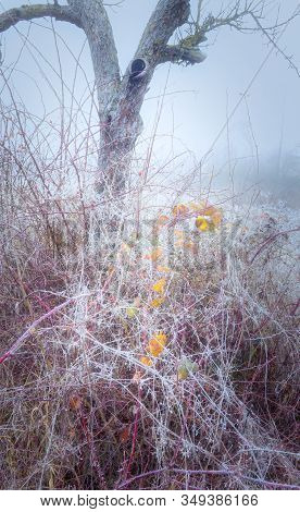 Rimy Autumnal Leaves