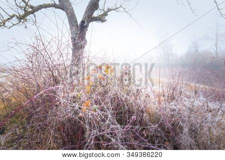 Rimy Autumnal Leaves