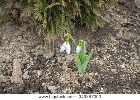 Linear Leaves And A Single Small White Drooping Bell Shaped Flower Of Snowdrop With Six Petal-like T